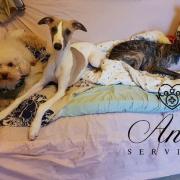 Moka , Ombre et  ma puce Nesta